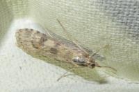 Nomophila noctuella