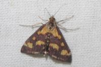 Pyrausta purpuralis