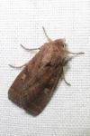 Xestia xanthographa
