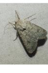 Anarta stigmosa