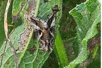 Autographa gamma