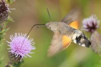 Macroglossum stellatarum
