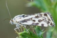 Emmelia trabealis