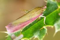 Oncocera semirubella