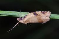 Clepsis spectrana