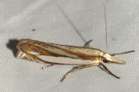 Crambus pascuella