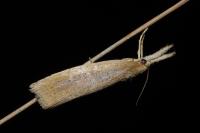 Chilo phragmitellus