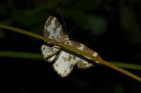 Lomaspilis marginata