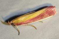 Oncocera semirubella