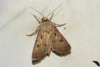 Agrotis exclamationis