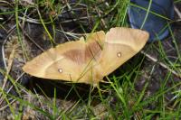 Lasiocampa quercus