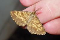 Ematurga atomaria
