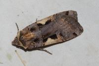 Xestia c-nigrum