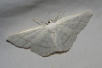Cabera pusaria