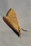 Udea ferrugalis