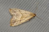 Hypenodes humidalis