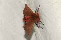 Phragmatobia fuliginosa