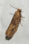 Epinotia
