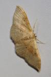 Idaea degeneraria