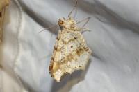 Macaria alternata