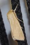 Mythimna pallens