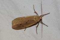 Pelosia muscerda