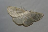Cabera exanthemata