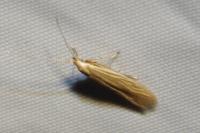 Coleophora