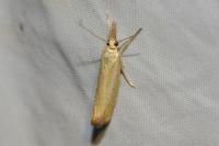 Agriphila straminella