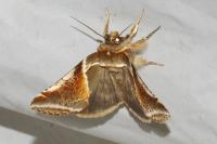 Habrosyne pyritoides