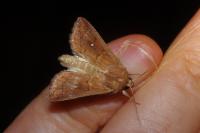 Mythimna albipuncta