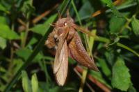 Euthrix potatoria