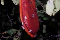 Schrankia costaestrigalis