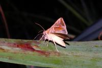 Macdunnoughia confusa