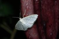 Idaea subsericeata