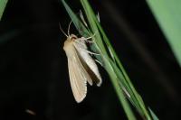 Mythimna pallens