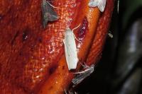 Pelosia muscerda