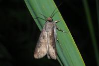 Agrotis ipsilon