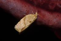 Adoxophyes orana