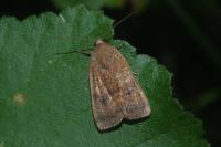 Noctua interjecta