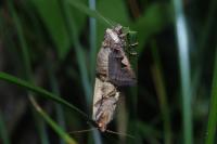 Xestia c-nigrum