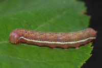 Lacanobia