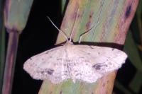 Idaea dimidiata