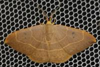 Watsonalla binaria