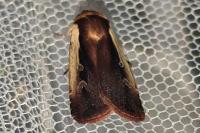 Ochropleura plecta