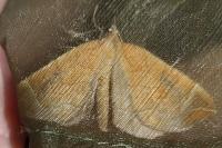 Eulithis testata