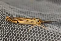 Spiris striata