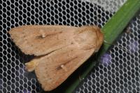 Mythimna ferrago