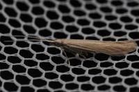 Coleophora