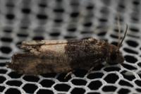 Spilonota ocellana